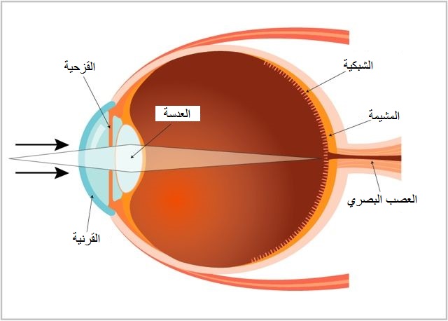 رسم بياني لمكونات العين
